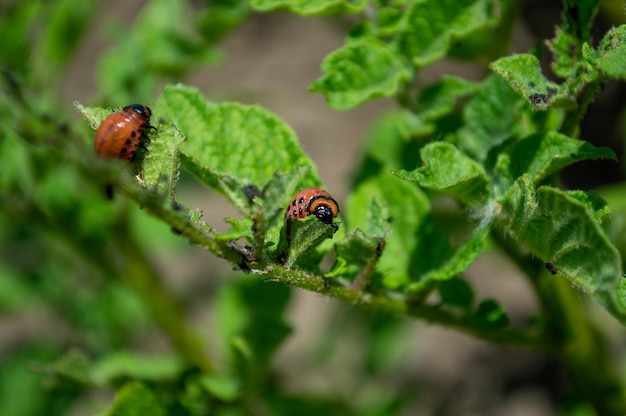 Young Colorado potato beetle eats potato leaves