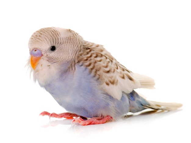 young colorful budgerigar