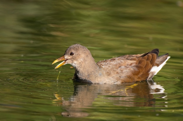 Young Common Moorhen feeds on the lake, Gallinula chloropus.