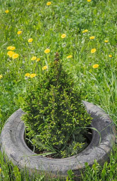 Young conical spruce protected by a car tire from accidental damage