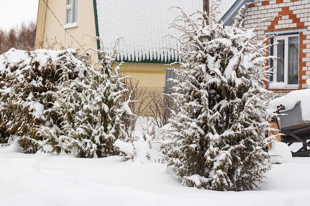 Young coniferous trees covered with a beautiful blanket of freshly fallen snow at the house