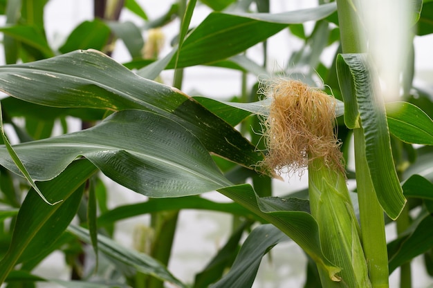 Young corn fruits on the corn field