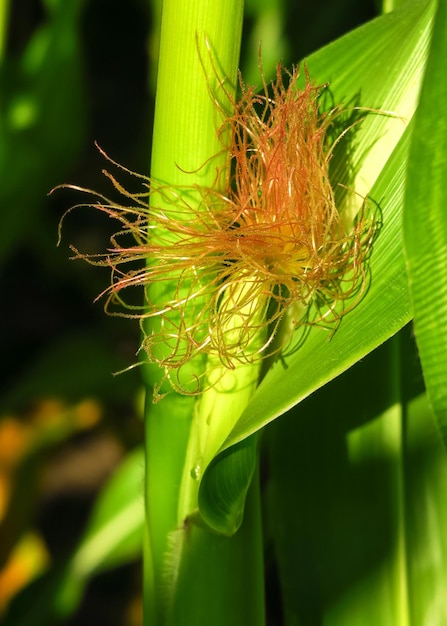 young corn grows on a farm in the morning sun. cultivating corn concept