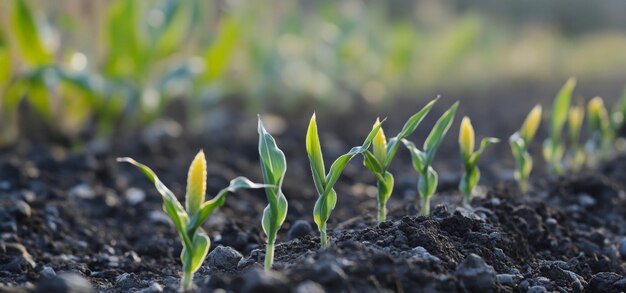 Photo young corn plants growing in a field under early morning sunlight