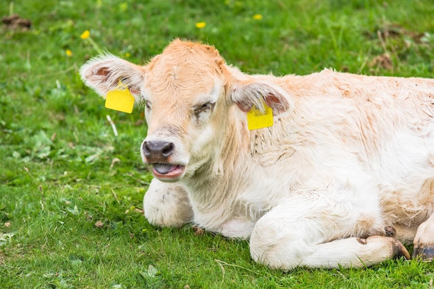 Young cow on green grass