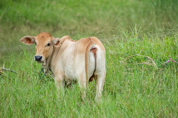 Young cow posture at green farm