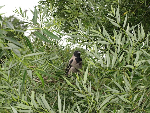 A young crow on a willow branch in the park