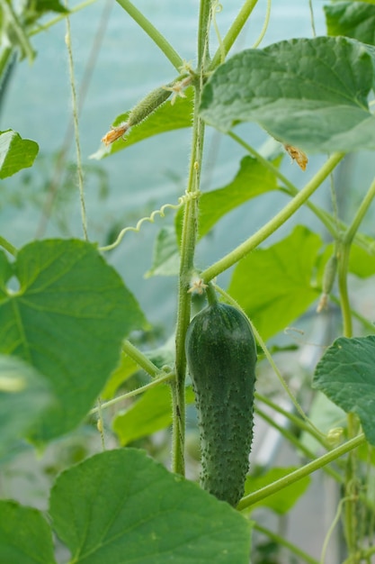 Young cucumber growing on bush Cucumbers with leaves in greenhouse