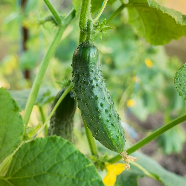 Young cucumber growing in garden Organic nutrition concept