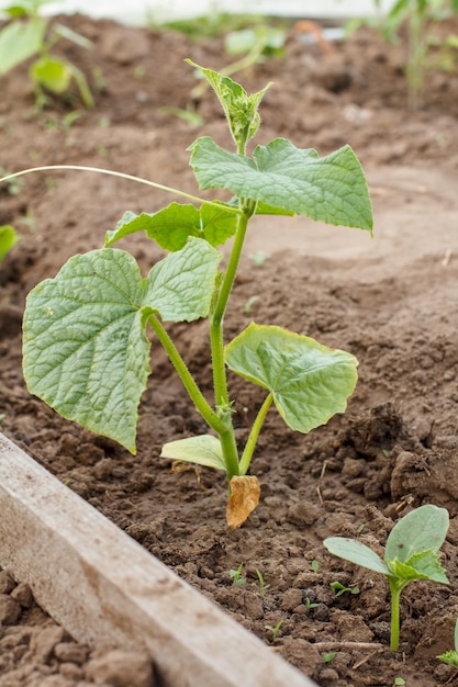 Young cucumber plant growing in greenhouse. Cucumber seedling on the garden bed.