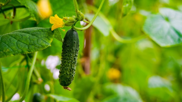 Young cucumbers on a bush in a greenhouse.