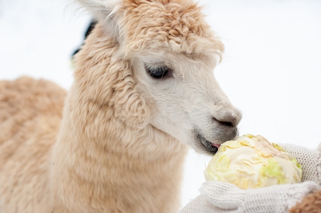 A young curly white llama eats cabbage from the hands of a girl in white mittens. Feeding the llama in winter.