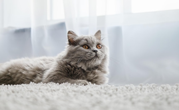 Young cute cat resting on wooden floor