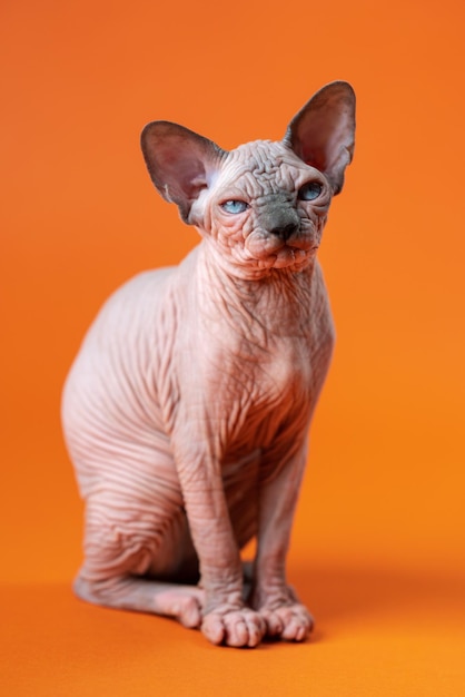 Young cute hairless female cat of blue mink and white color looking at camera on orange background