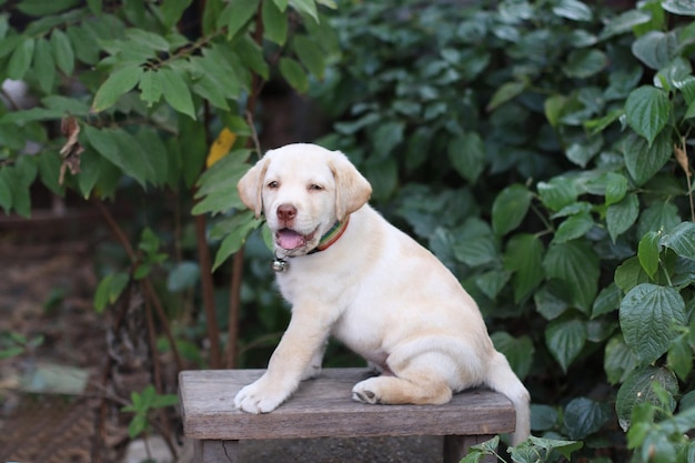 Young cute purebred labrador retriever in the garden