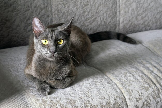 Photo a young dark gray cat with yellowgreen eyes lies on the sofa selective focus