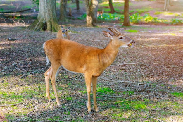 Young deer eating carrot in green forest