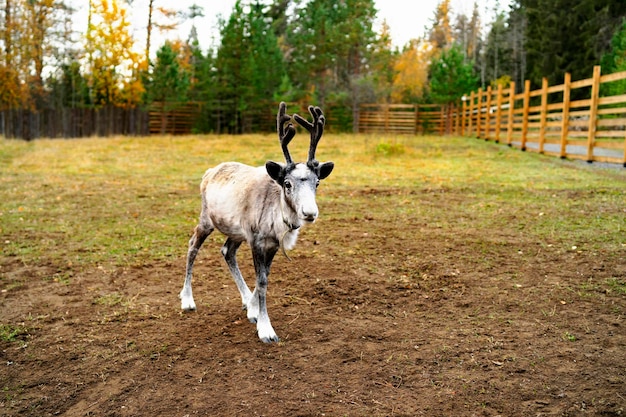 Young deer fawn walk on a farm in the forest in summer on a ranch