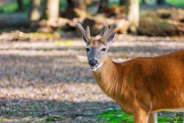 Young deer posing in the forest