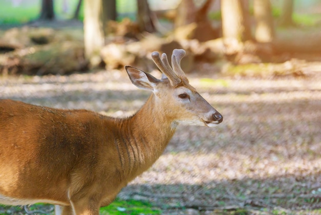 Young deer standing in a forest