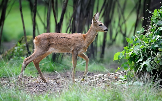 Young deer in summer forest