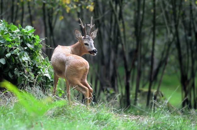 Young deer in summer forest