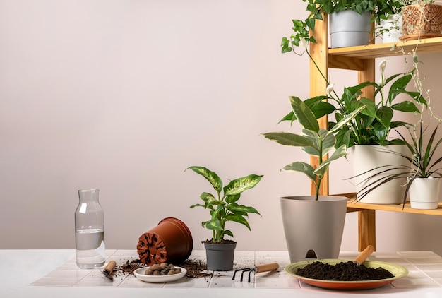 Young Dieffenbachia and ficus plant transplanting a new flowerpot Caring for potted indoor plants Engaging hobby