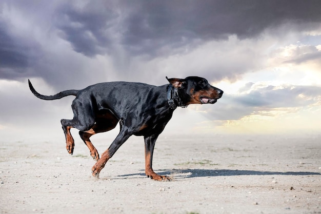 Young dobermann pinscher training for protection in the nature