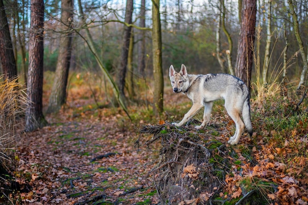 Young dog in the autumn forest