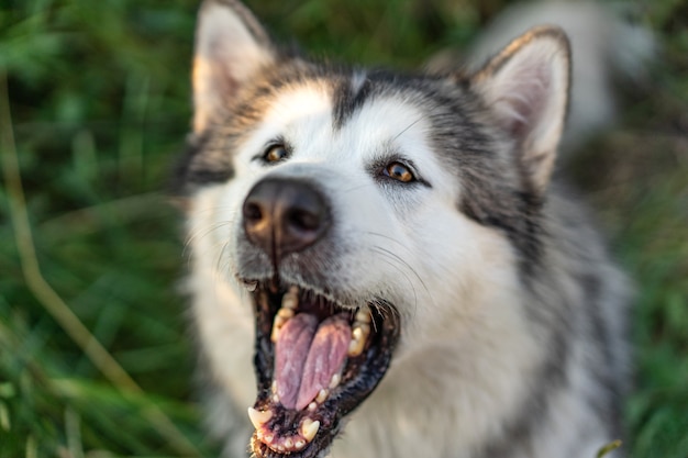 Young dog barking close up view