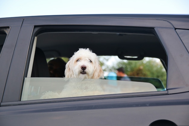 Young dog in car window