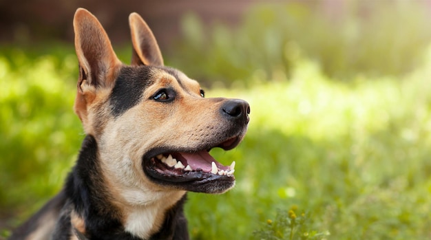 the young dog is looking to the side against the background of a bright summer glade