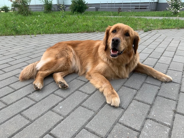 a young dog is lying on the ground and looks with a black nose