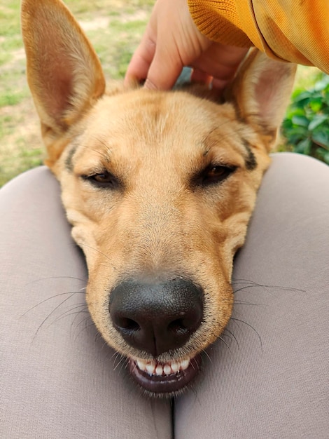 Young dog poses Cute playful pet is happy and looks happy and smiles Concept of movement action movemen Vertical photography