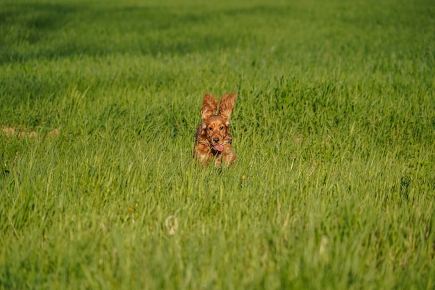 Young dog running on the grass