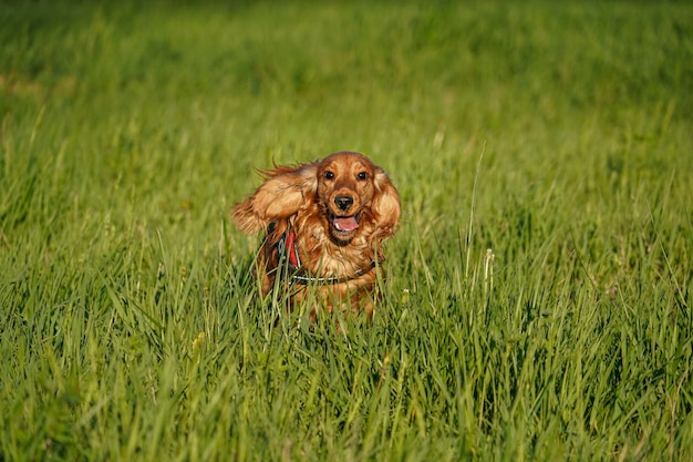 Young dog running on the grass