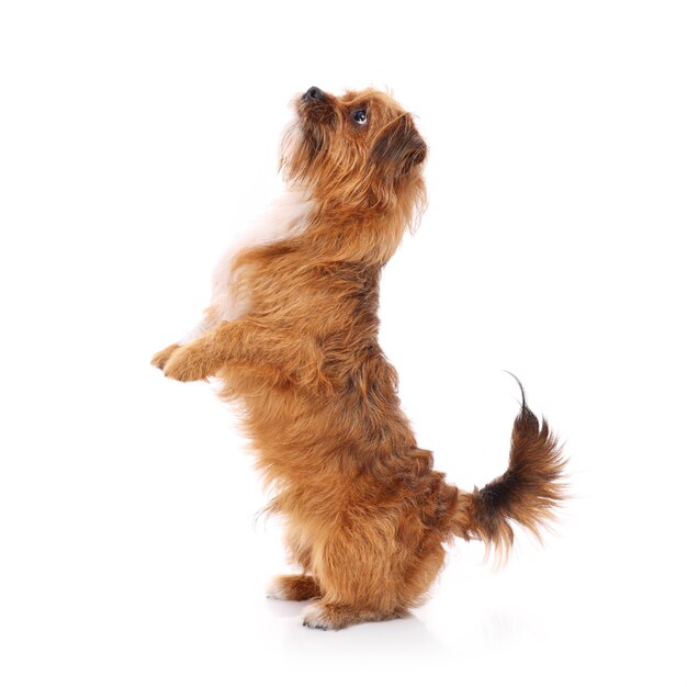 a young dog standing on back paws over white background