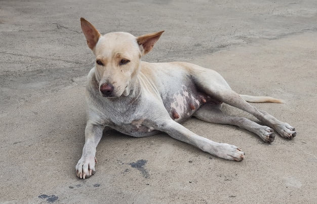 young dog waiting and sitting on the street