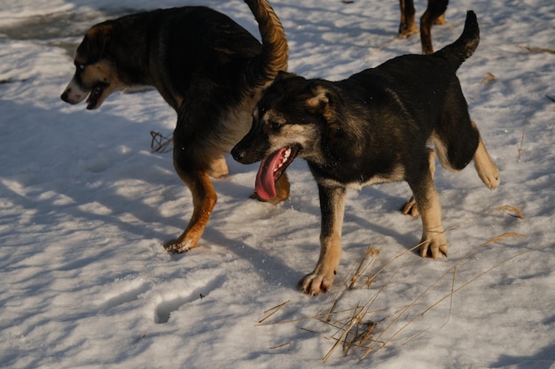 Young dogs have fun and actively spend time in nature Sled dog kennel outside