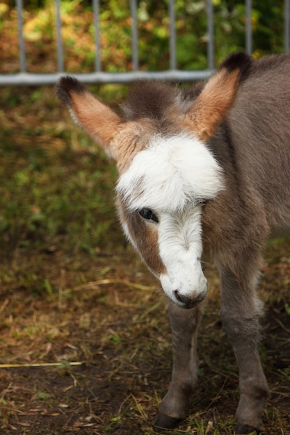 Young donkey young ass