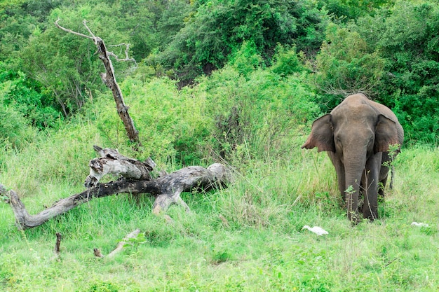 A young elephant right next to an adult one