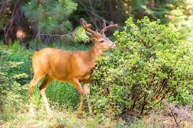 Young elk in forest.