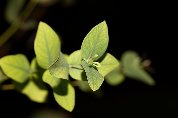 Young eucalyptus leaves on a tree branch in the garden closeup