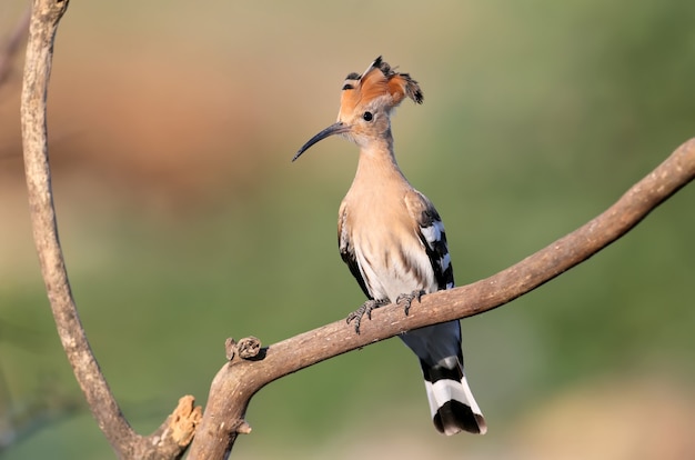 Photo a young eurasian hoopoe (upupa epops) is in soft morning light