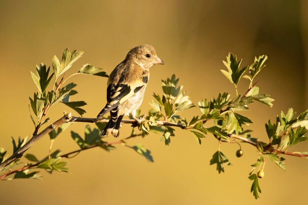 Young European goldfinch on a branch in a Mediterranean forest with the first light of the day