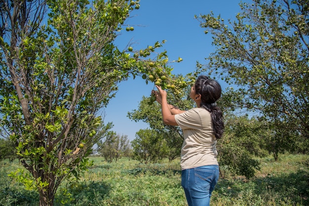 Young farmer girl holding and examining sweet oranges from trees in hands.