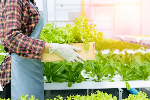 Young Farmer Harvesting Organic Green Oak Vegetable from Hydroponics Farm