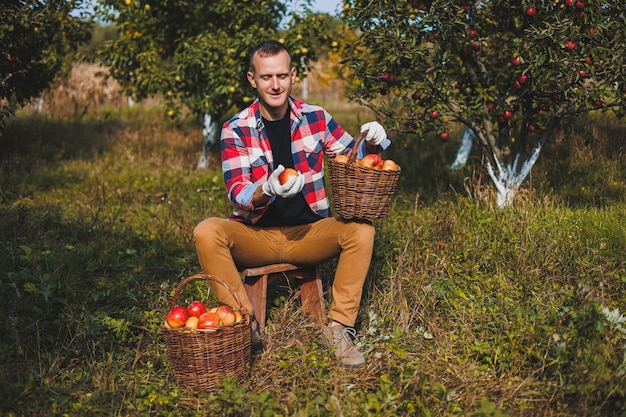 Young farmer man worker picking apples in orchard in village during autumn harvest Happy man works in the garden harvesting baskets with apples