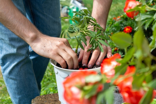 Young farmer plants plant in white pot