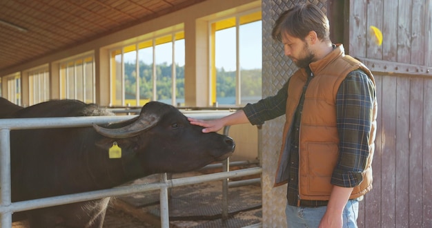 Young farmer in shirt and in orange vest stroking cows on the farmhouse Farm owner taking care of cows Milking manufacture professional concept